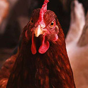 Livestock and Rotational Grazing