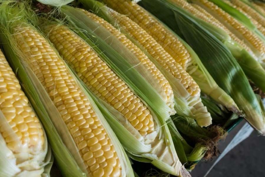 CBAN Guide: Identifying and Avoiding GM Sweet Corn Seed in Canada