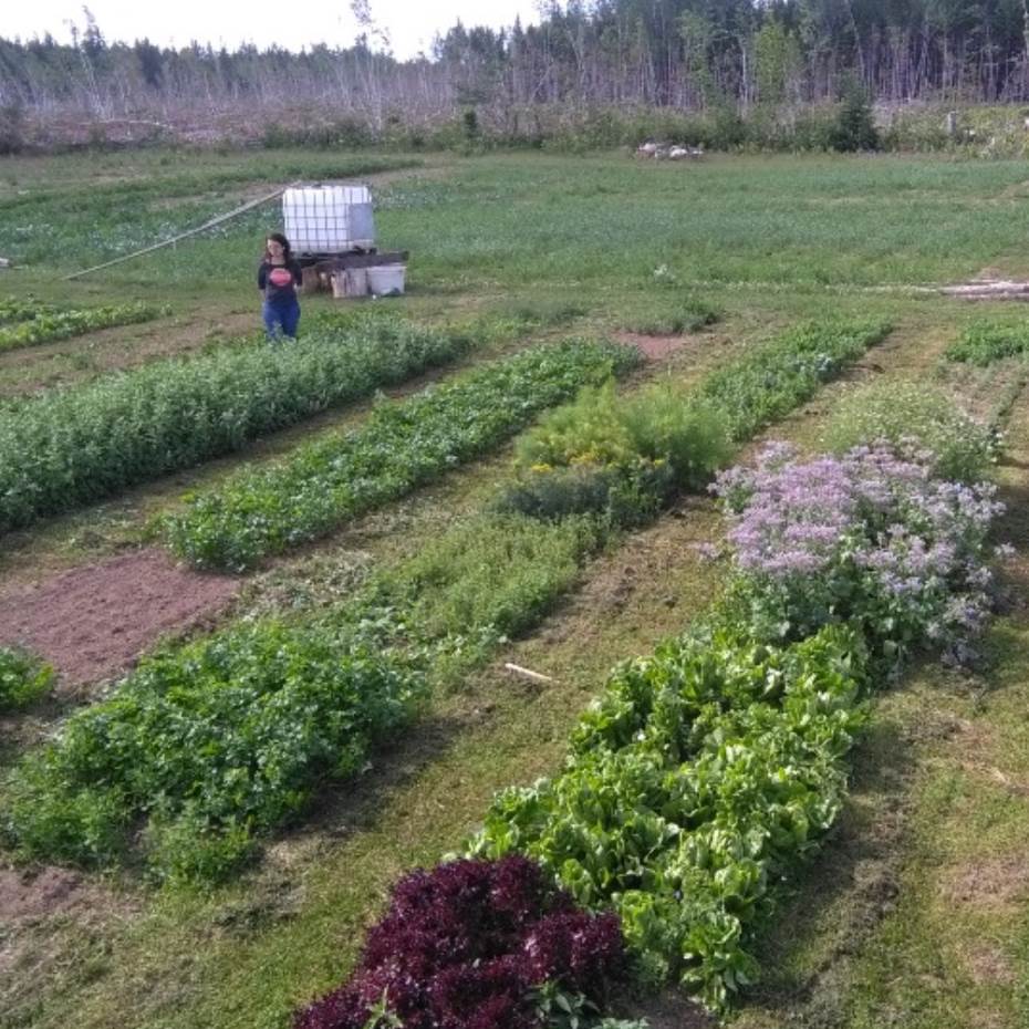 Vegetables and cover crop
