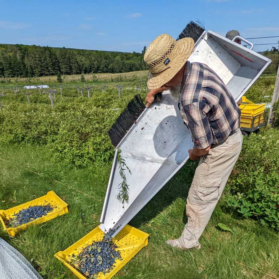 Joe pours the berries from the trough into harvest trays