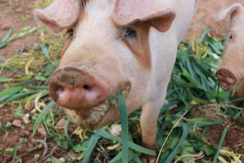 Pig eating vegetable scraps.