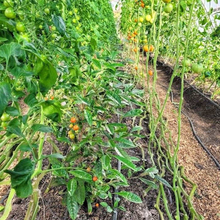 Two year old tea plants growing between rows of tomatoes