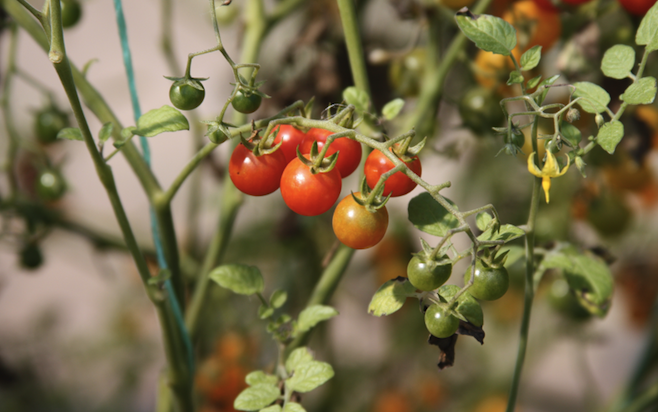 Organic Farm